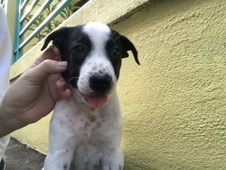 Oreo  - Mixed Breed Dog