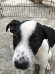 Oreo  - Mixed Breed Dog