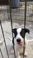 Oreo  - Mixed Breed Dog