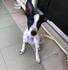 Oreo  - Mixed Breed Dog