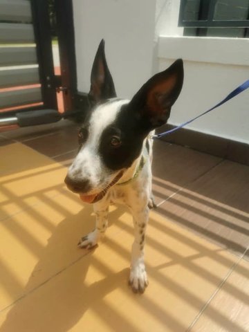 Oreo  - Mixed Breed Dog