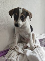 Snoopy - Mixed Breed Dog