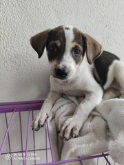 Snoopy - Mixed Breed Dog