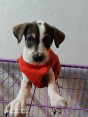 Snoopy - Mixed Breed Dog