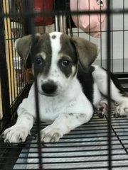 Snoopy - Mixed Breed Dog