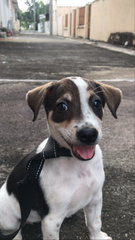 Snoopy - Mixed Breed Dog