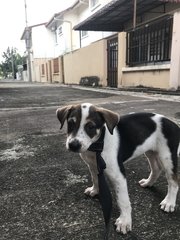 Snoopy - Mixed Breed Dog