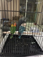 Luke &amp; Leia - Lovebird Bird