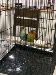 Luke &amp; Leia - Lovebird Bird