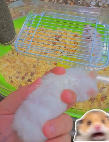 Hamster Comel - Syrian / Golden Hamster + Striped Hamster Hamster