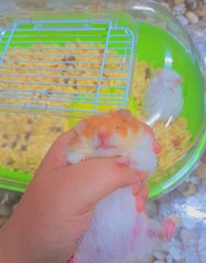 Hamster Comel - Syrian / Golden Hamster + Striped Hamster Hamster