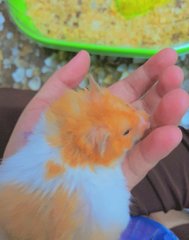 Hamster Comel - Syrian / Golden Hamster + Striped Hamster Hamster