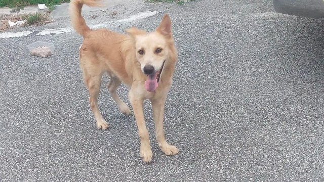 🐕golden Retriever Style💕 - Golden Retriever Dog
