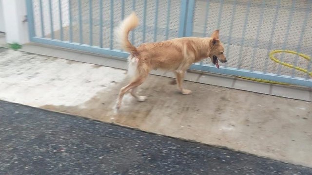 🐕golden Retriever Style💕 - Golden Retriever Dog