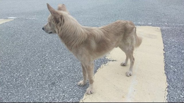 🐕golden Retriever Style💕 - Golden Retriever Dog