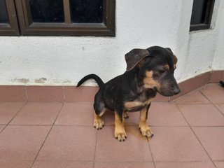 Paris - Mixed Breed Dog