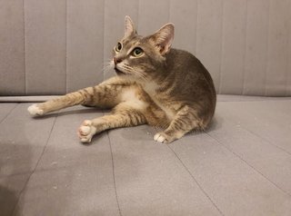 Visa - Domestic Short Hair Cat