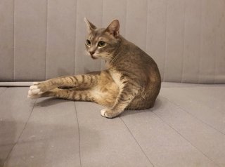 Visa - Domestic Short Hair Cat