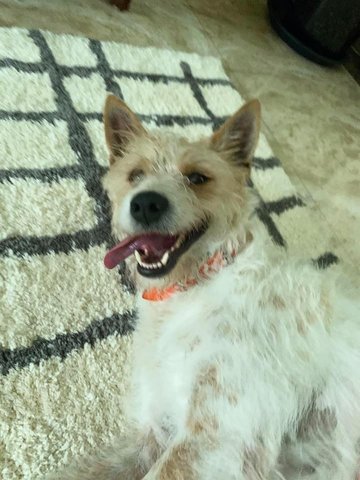 Julie - Fox Terrier Mix Dog