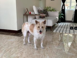 Julie - Fox Terrier Mix Dog