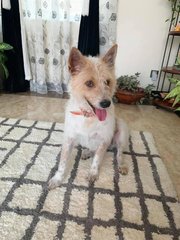 Julie - Fox Terrier Mix Dog