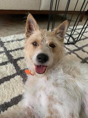 Julie - Fox Terrier Mix Dog