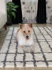 Julie - Fox Terrier Mix Dog