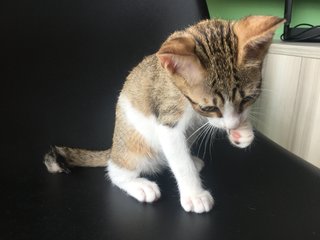 Kitten (Boy) - Urgent - Domestic Short Hair Cat