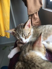 Kitten (Boy) - Urgent - Domestic Short Hair Cat