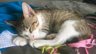 Kitten (Boy) - Urgent - Domestic Short Hair Cat