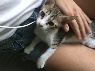 Kitten (Boy) - Urgent - Domestic Short Hair Cat