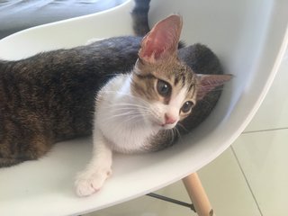 Kitten (Boy) - Urgent - Domestic Short Hair Cat