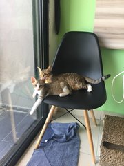 Kitten (Boy) - Urgent - Domestic Short Hair Cat