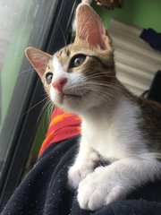 Kitten (Boy) - Urgent - Domestic Short Hair Cat