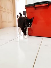 Pepper cat walking