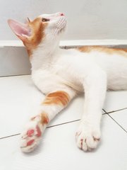 Light - Mask &amp; Mantle - Orange Eye - Domestic Short Hair Cat