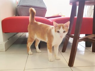 Light - Mask &amp; Mantle - Orange Eye - Domestic Short Hair Cat