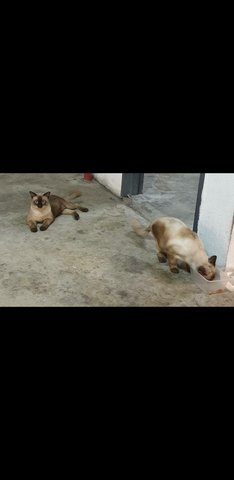 Siamese - Siamese Cat