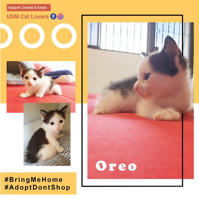 Oreo - Cap And Saddle Kitten - Green Eye - Domestic Short Hair + Tuxedo Cat