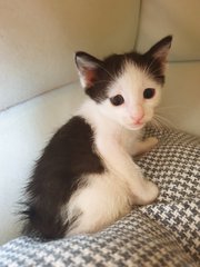 Oreo - Cap And Saddle Kitten - Green Eye - Domestic Short Hair + Tuxedo Cat