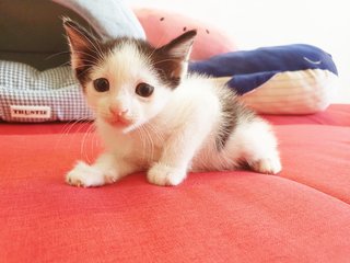 Oreo - Cap And Saddle Kitten - Green Eye - Domestic Short Hair + Tuxedo Cat