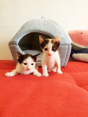 Oreo - Cap And Saddle Kitten - Green Eye - Domestic Short Hair + Tuxedo Cat