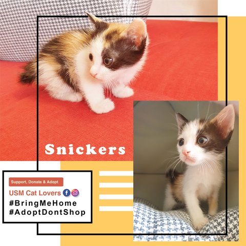 Snickers - Calico - Green Eye - Domestic Short Hair + Calico Cat