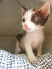 Snickers - Calico - Green Eye - Domestic Short Hair + Calico Cat