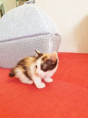 Snickers - Calico - Green Eye - Domestic Short Hair + Calico Cat