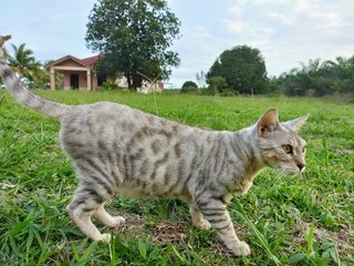 Mai - Bengal Cat