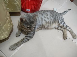 Mai - Bengal Cat