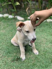 Chippa - Mixed Breed Dog