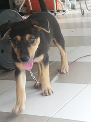 Zorro - Mixed Breed Dog