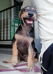 Zorro - Mixed Breed Dog